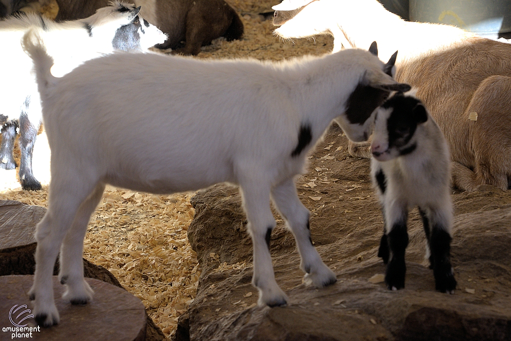 Chicldren's Health Barnyard