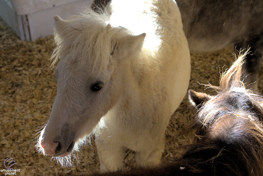 Chicldren's Health Barnyard