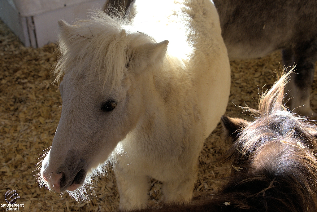 Chicldren's Health Barnyard