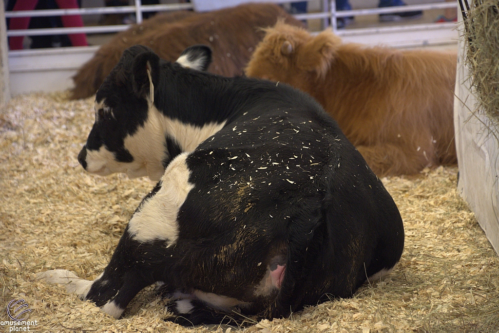 Chicldren's Health Barnyard