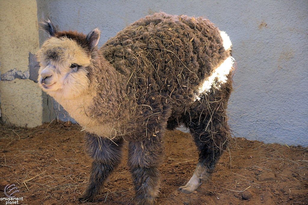 Chicldren's Health Barnyard