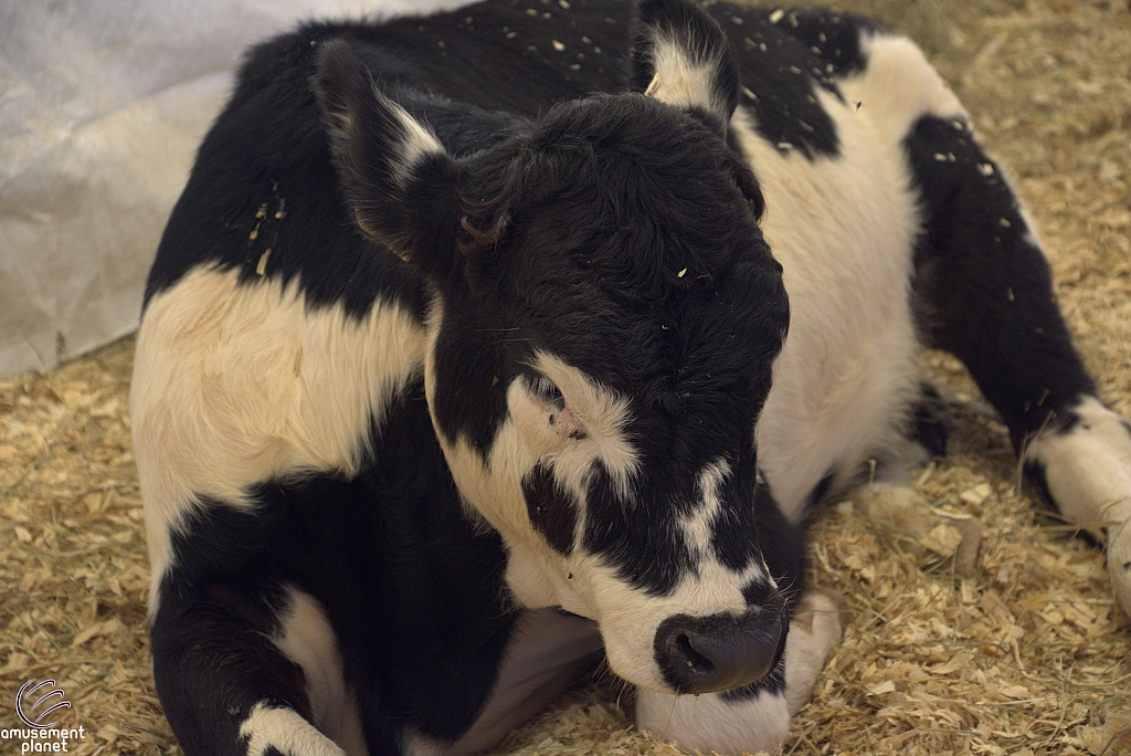 Chicldren's Health Barnyard
