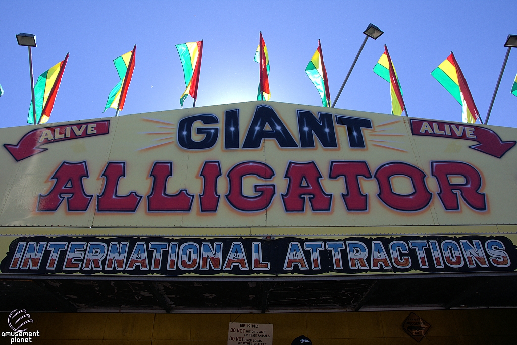 Giant Alligator