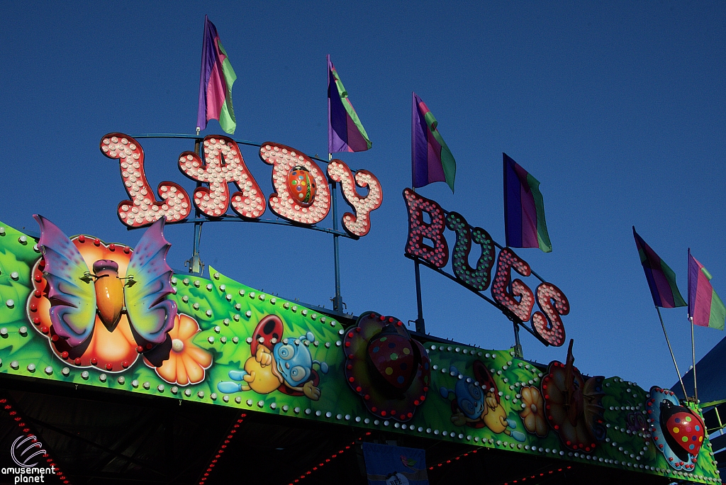 Lady Bugs