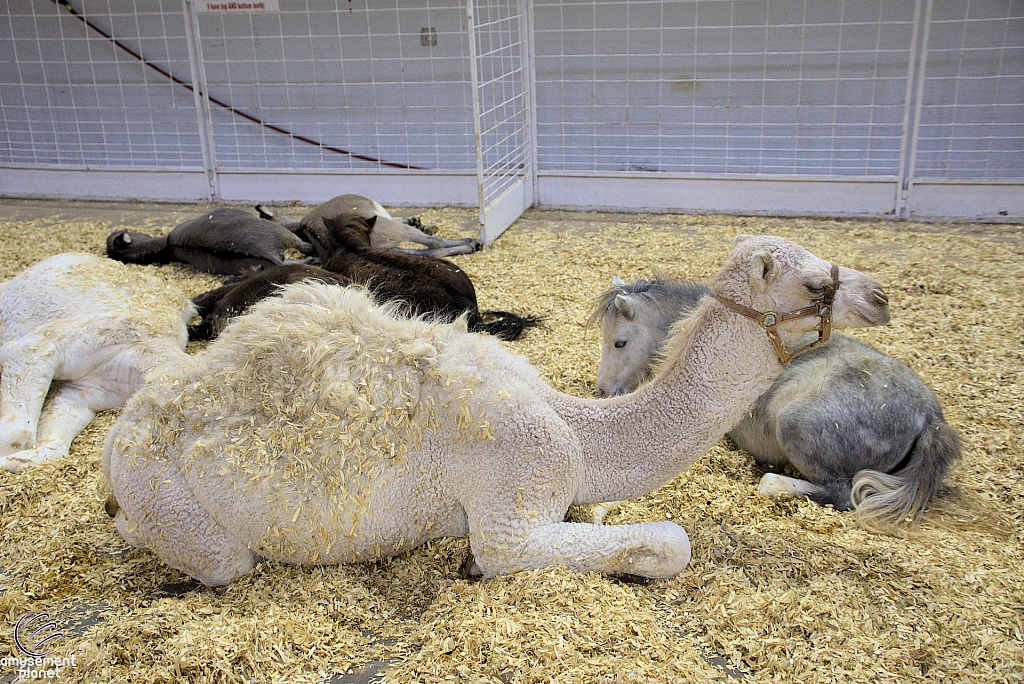 Children’s Health Barnyard