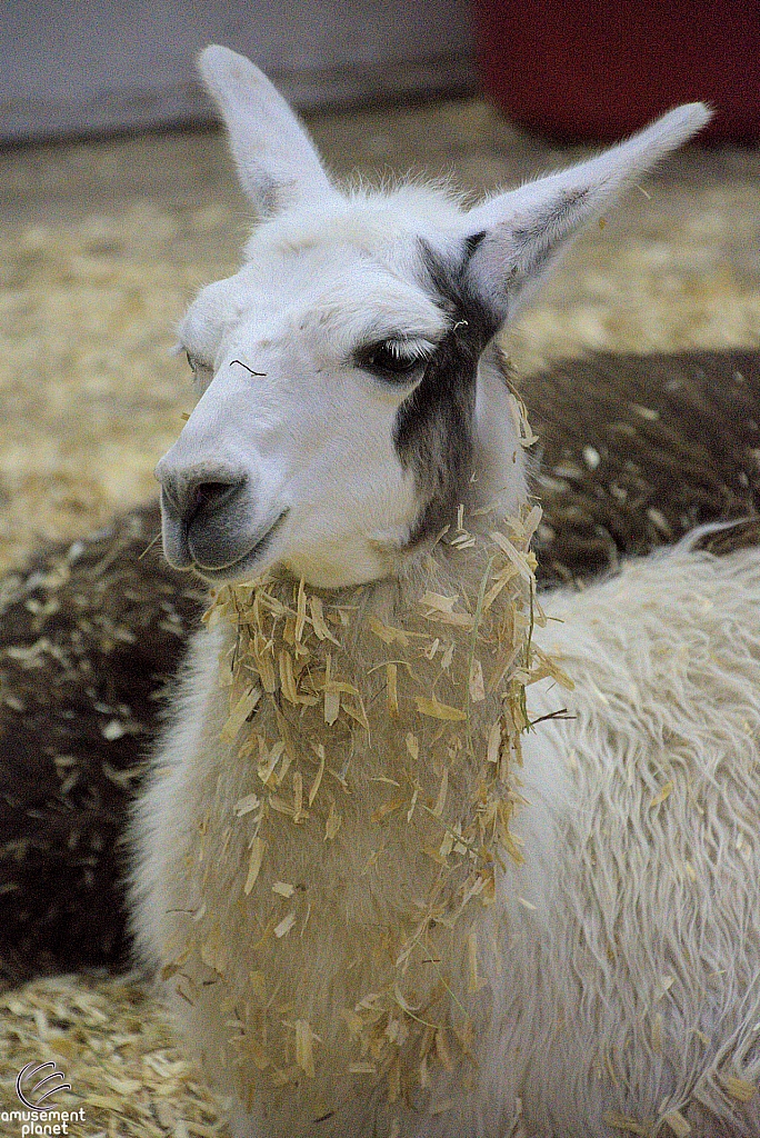 Children’s Health Barnyard