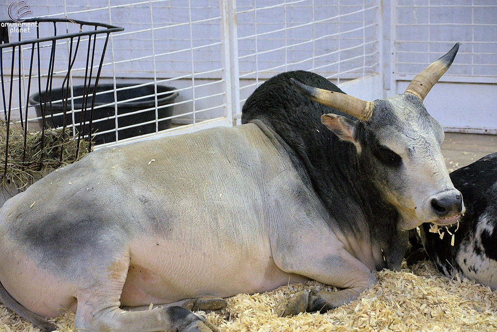 Children’s Health Barnyard