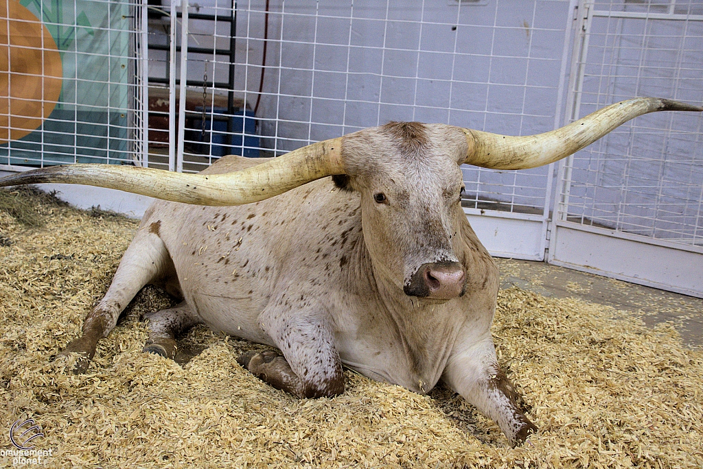 Children’s Health Barnyard