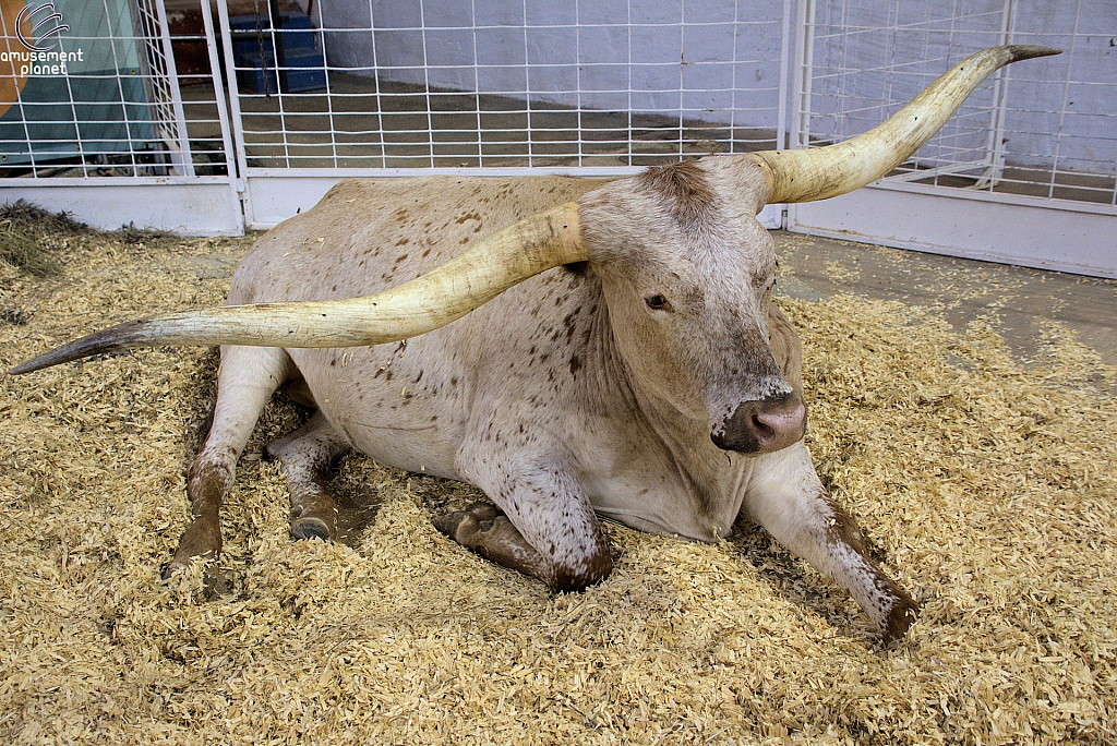 Children’s Health Barnyard