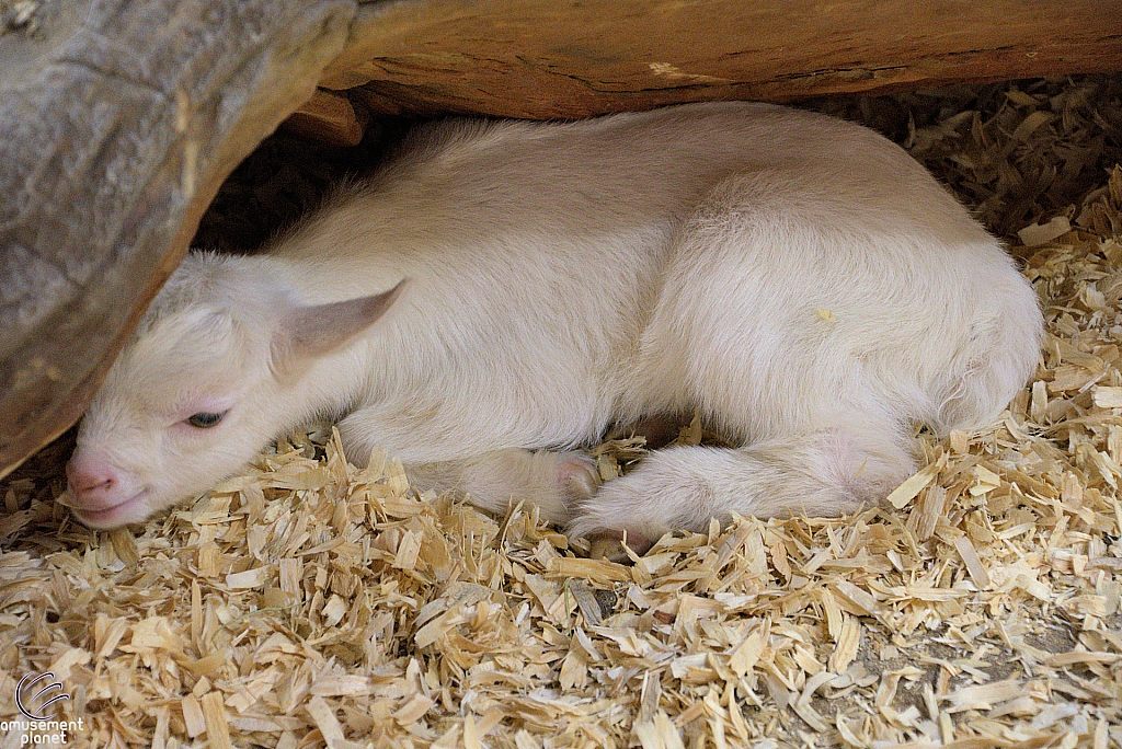 Children’s Health Barnyard