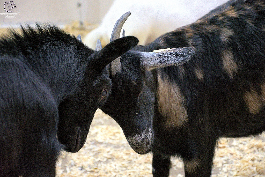 Children’s Health Barnyard