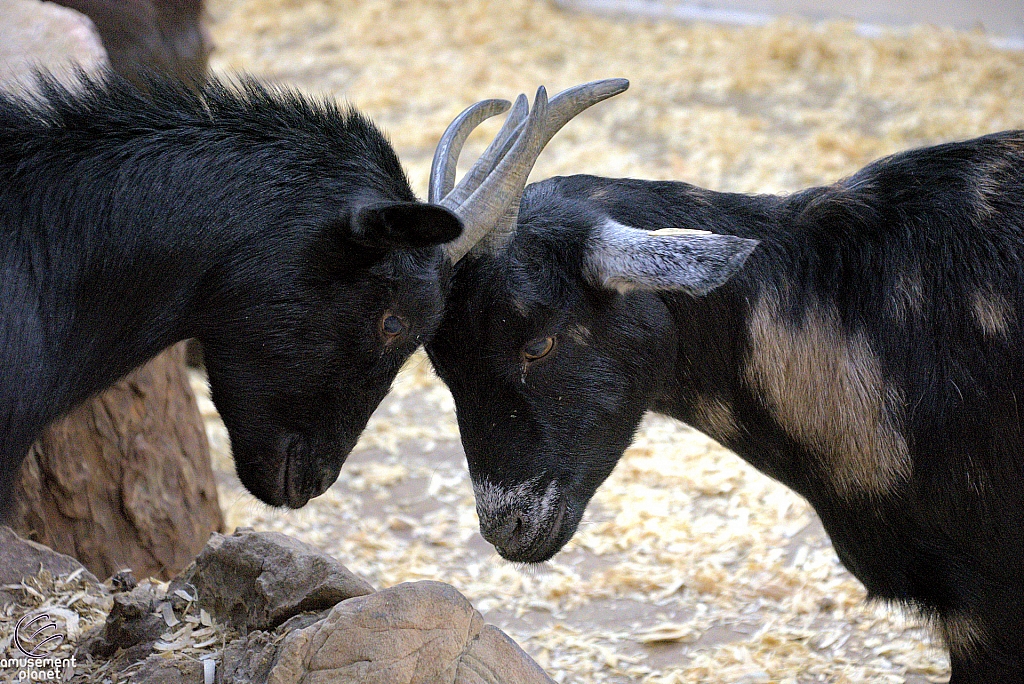 Children’s Health Barnyard