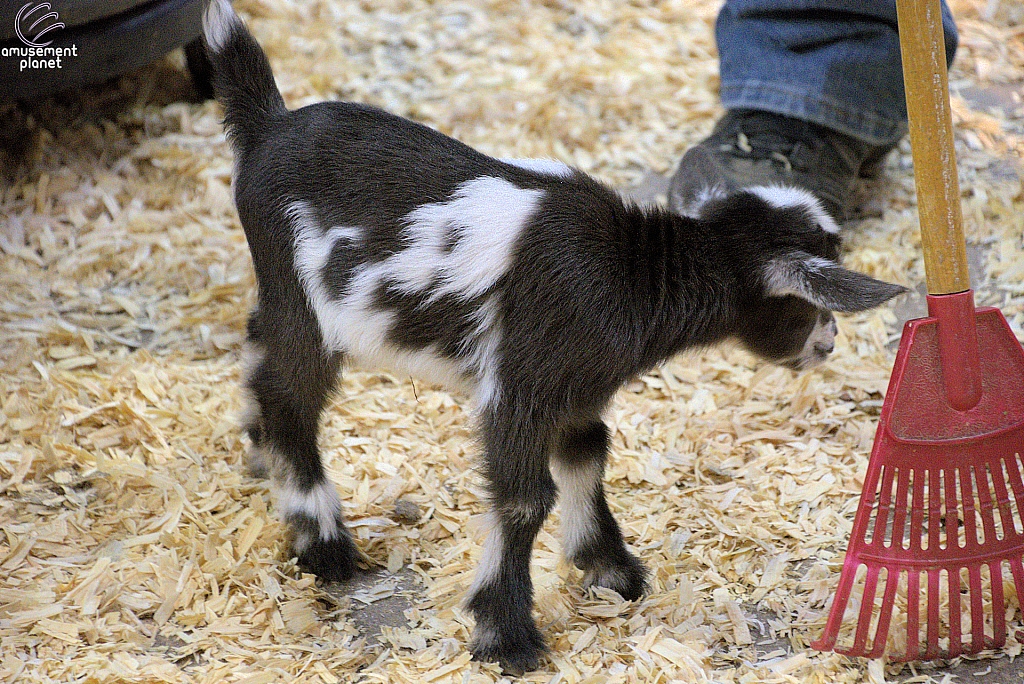 Children’s Health Barnyard