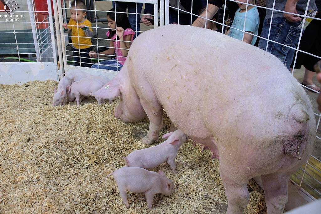 Children’s Health Barnyard