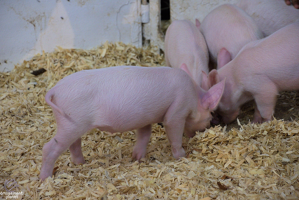 Children’s Health Barnyard