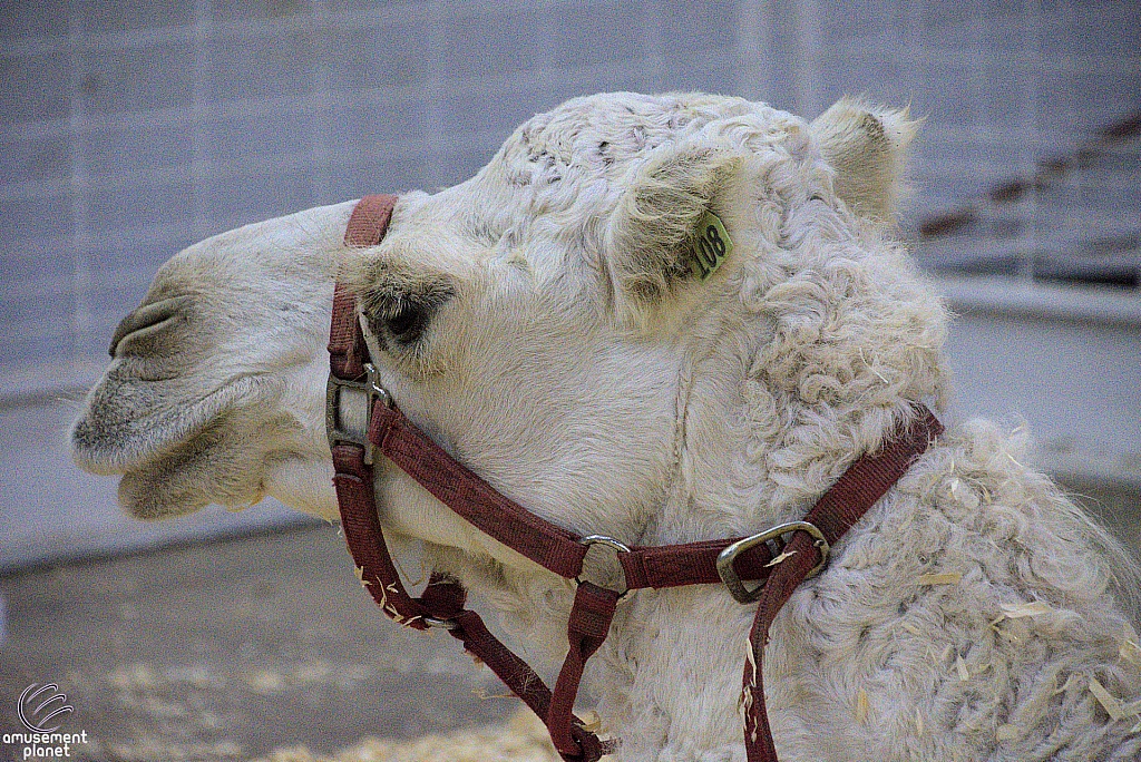 Children’s Health Barnyard