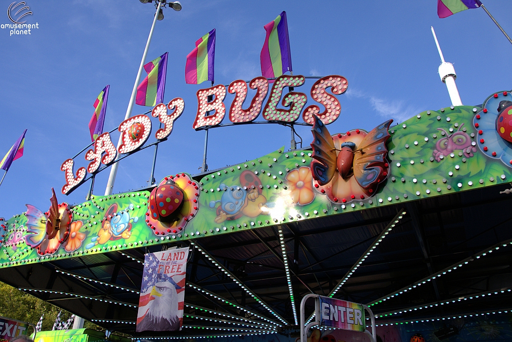 Lady Bugs