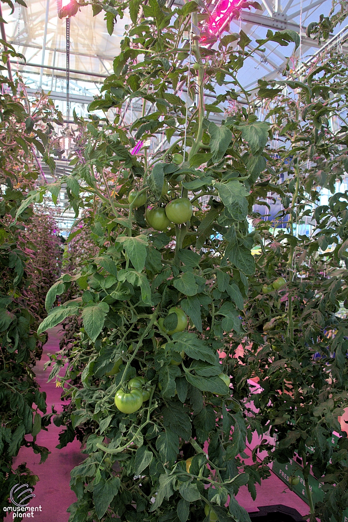 Innovations in Agricultire