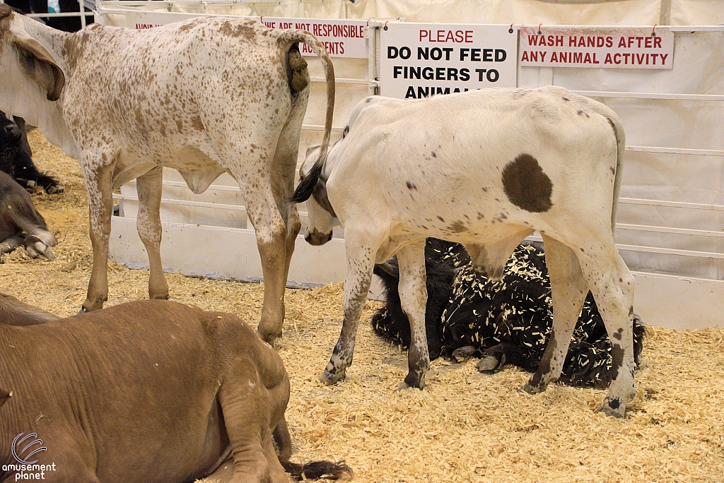 Chicldren's Health Barnyard