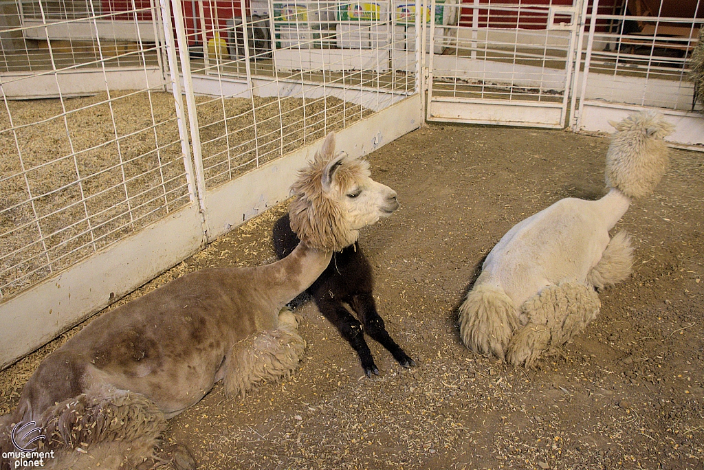 Chicldren's Health Barnyard