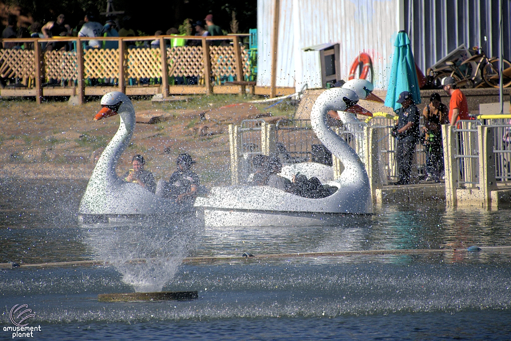 Swan Boats