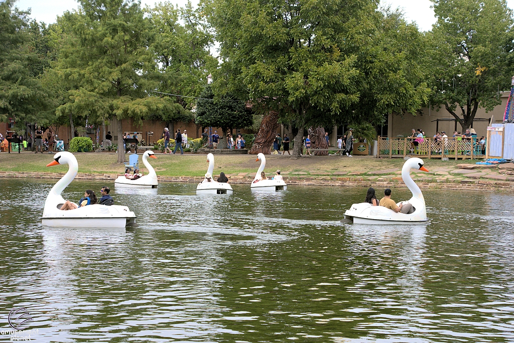 Swan Boats