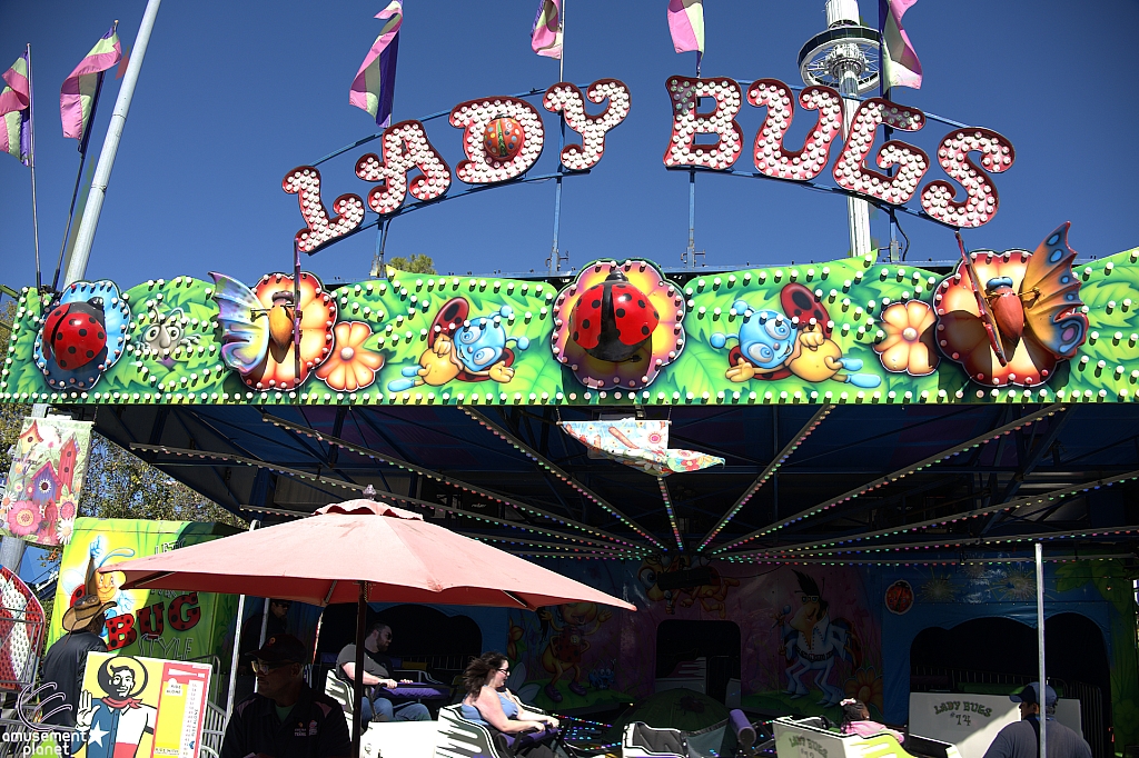 Lady Bugs