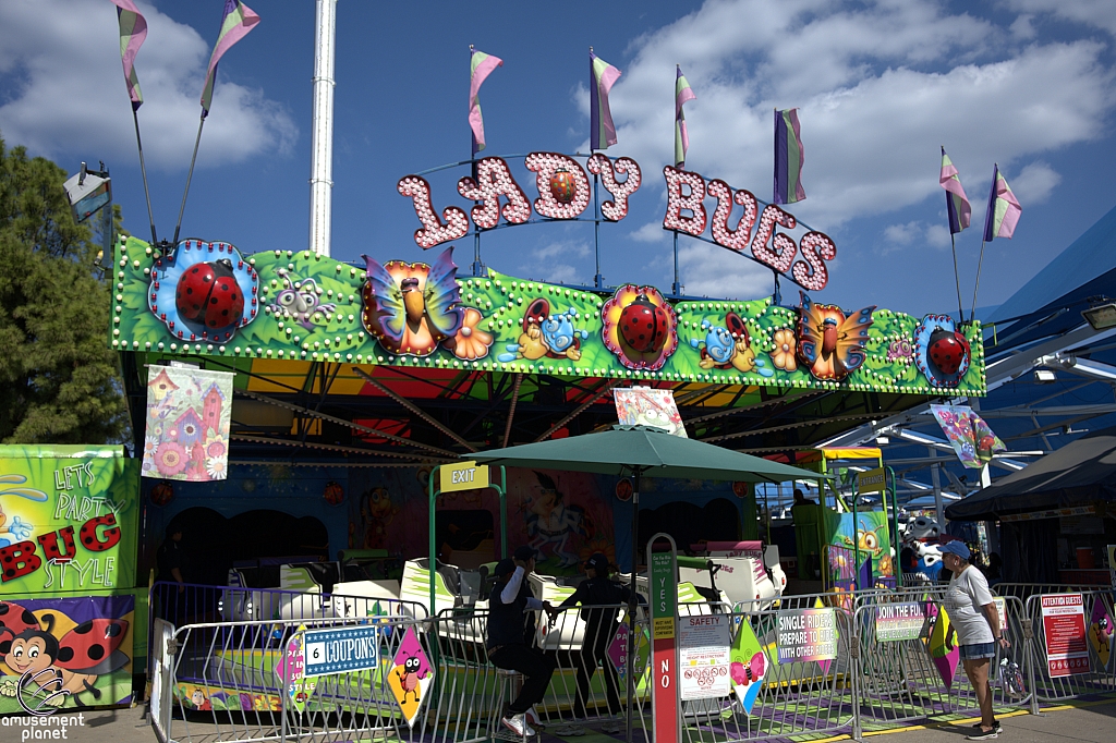 Lady Bugs