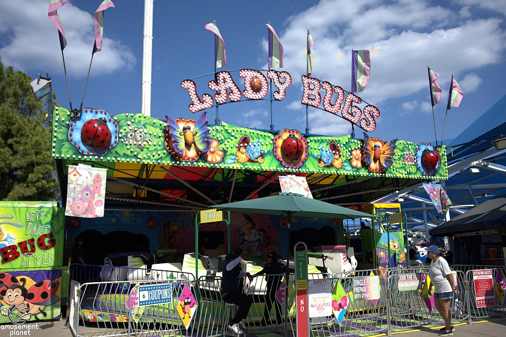 Lady Bugs