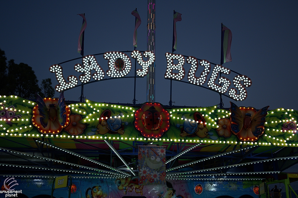 Lady Bugs