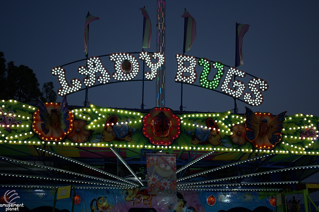 Lady Bugs