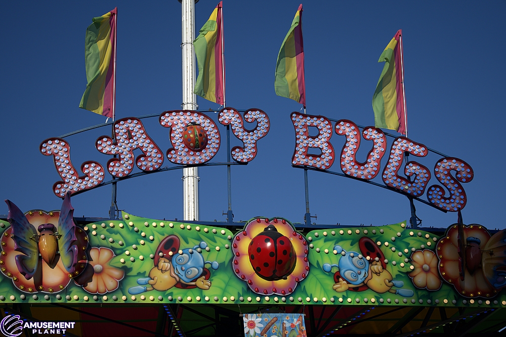Lady Bugs