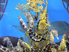 Downtown Aquarium - Denver