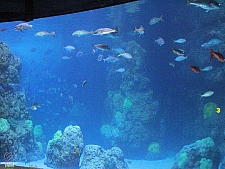 Downtown Aquarium - Denver