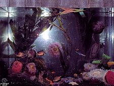Downtown Aquarium - Denver