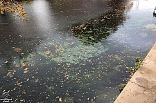 Aquarena Springs