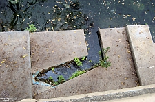 Aquarena Springs