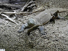 Zoo Atlanta