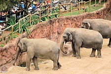 Busch Gardens Tampa