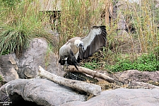 Busch Gardens Tampa