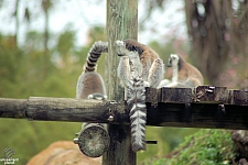 Busch Gardens Tampa