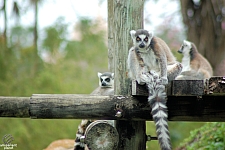 Busch Gardens Tampa