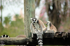 Busch Gardens Tampa