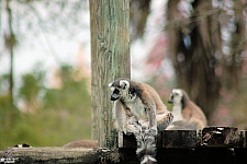 Busch Gardens Tampa