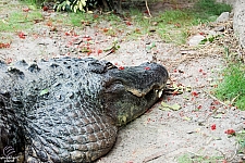 Busch Gardens Tampa