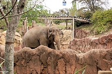 Busch Gardens Tampa