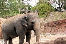 Busch Gardens Tampa