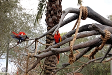 Busch Gardens Tampa