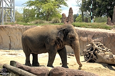 Busch Gardens Tampa