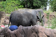 Busch Gardens Tampa